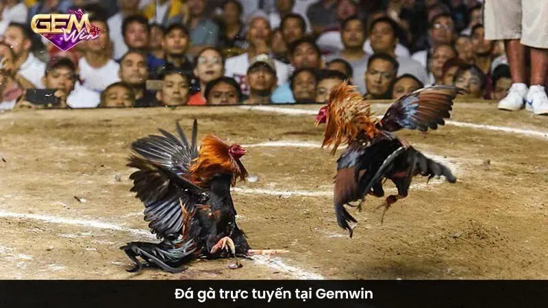 Đá gà trực tuyến tại Gemwin